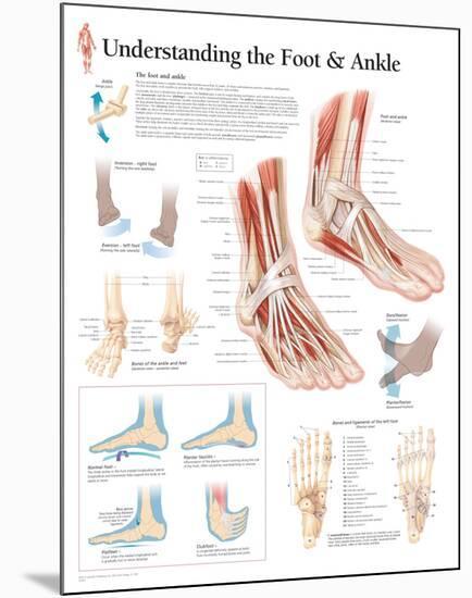 Understanding The Foot And Ankle Educational Chart Poster Prints