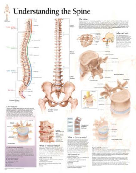 Poster, , large