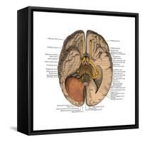 Undersurface of the Brain-Science Source-Framed Stretched Canvas