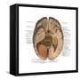 Undersurface of the Brain-Science Source-Framed Stretched Canvas