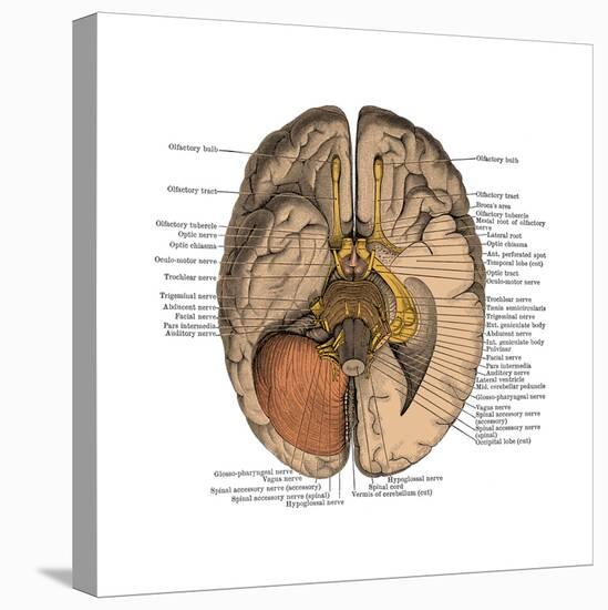 Undersurface of the Brain-Science Source-Stretched Canvas