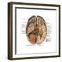 Undersurface of the Brain-Science Source-Framed Art Print