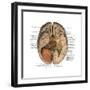 Undersurface of the Brain-Science Source-Framed Art Print