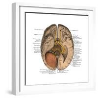 Undersurface of the Brain-Science Source-Framed Art Print