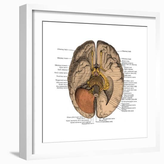 Undersurface of the Brain-Science Source-Framed Art Print