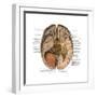 Undersurface of the Brain-Science Source-Framed Art Print