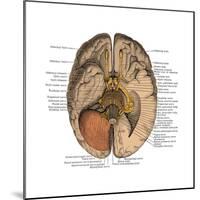 Undersurface of the Brain-Science Source-Mounted Art Print