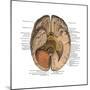 Undersurface of the Brain-Science Source-Mounted Art Print