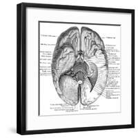 Undersurface of the Brain-Science Source-Framed Giclee Print