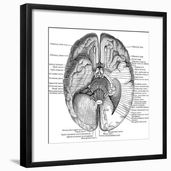 Undersurface of the Brain-Science Source-Framed Giclee Print