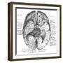 Undersurface of the Brain-Science Source-Framed Giclee Print