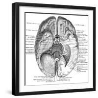 Undersurface of the Brain-Science Source-Framed Giclee Print