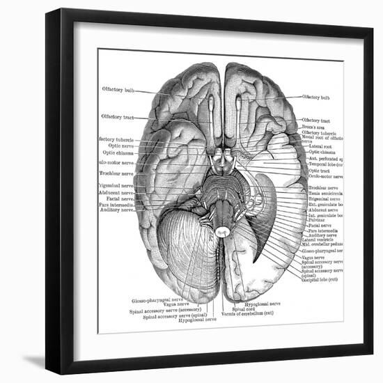 Undersurface of the Brain-Science Source-Framed Giclee Print