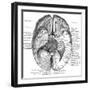 Undersurface of the Brain-Science Source-Framed Giclee Print