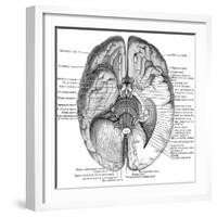 Undersurface of the Brain-Science Source-Framed Giclee Print