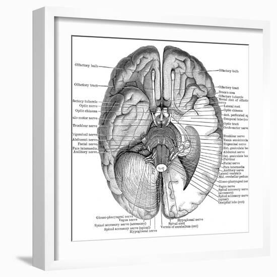 Undersurface of the Brain-Science Source-Framed Giclee Print