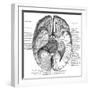 Undersurface of the Brain-Science Source-Framed Giclee Print