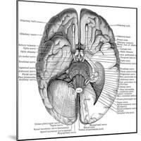 Undersurface of the Brain-Science Source-Mounted Giclee Print