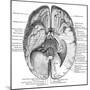 Undersurface of the Brain-Science Source-Mounted Giclee Print