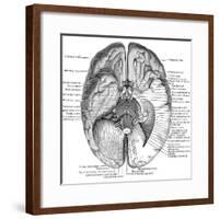 Undersurface of the Brain-Science Source-Framed Giclee Print