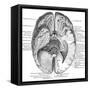 Undersurface of the Brain-Science Source-Framed Stretched Canvas