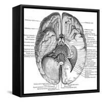 Undersurface of the Brain-Science Source-Framed Stretched Canvas