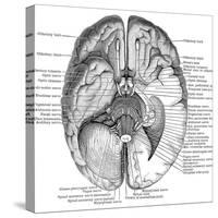 Undersurface of the Brain-Science Source-Stretched Canvas