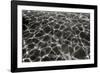 Underwater 2-Lee Peterson-Framed Photographic Print