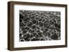 Underwater 2-Lee Peterson-Framed Photographic Print