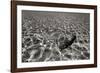 Underwater 3-Lee Peterson-Framed Photographic Print