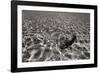 Underwater 3-Lee Peterson-Framed Photographic Print