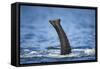 Underwater African Elephant Trunk, Chobe National Park, Botswana-Paul Souders-Framed Stretched Canvas