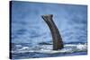 Underwater African Elephant Trunk, Chobe National Park, Botswana-Paul Souders-Stretched Canvas