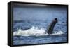 Underwater African Elephant Trunk, Chobe National Park, Botswana-Paul Souders-Framed Stretched Canvas