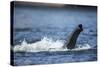 Underwater African Elephant Trunk, Chobe National Park, Botswana-Paul Souders-Stretched Canvas