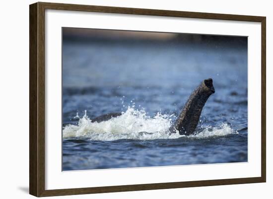 Underwater African Elephant Trunk, Chobe National Park, Botswana-Paul Souders-Framed Photographic Print