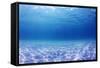 Underwater Background in the Sea-Rich Carey-Framed Stretched Canvas