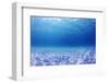 Underwater Background in the Sea-Rich Carey-Framed Premium Photographic Print