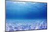 Underwater Background in the Sea-Rich Carey-Mounted Premium Photographic Print