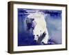 Underwater Bear, 1999-Mark Adlington-Framed Premium Giclee Print