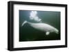 Underwater Beluga Whale, Hudson Bay, Canada-Paul Souders-Framed Photographic Print