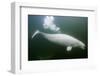 Underwater Beluga Whale, Hudson Bay, Canada-Paul Souders-Framed Photographic Print