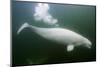 Underwater Beluga Whale, Hudson Bay, Canada-Paul Souders-Mounted Photographic Print