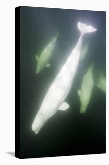 Underwater Beluga Whales, Hudson Bay, Canada-Paul Souders-Stretched Canvas