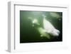 Underwater Beluga Whales, Hudson Bay, Canada-Paul Souders-Framed Photographic Print