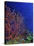 Underwater, Bonaire, Netherlands Antilles-Connie Bransilver-Stretched Canvas