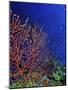 Underwater, Bonaire, Netherlands Antilles-Connie Bransilver-Mounted Photographic Print