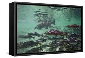 Underwater Brown Bear, Katmai National Park, Alaska-Paul Souders-Framed Stretched Canvas