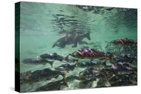 Underwater Brown Bear, Katmai National Park, Alaska-Paul Souders-Stretched Canvas