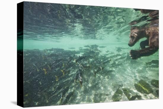 Underwater Brown Bear, Katmai National Park, Alaska-Paul Souders-Stretched Canvas